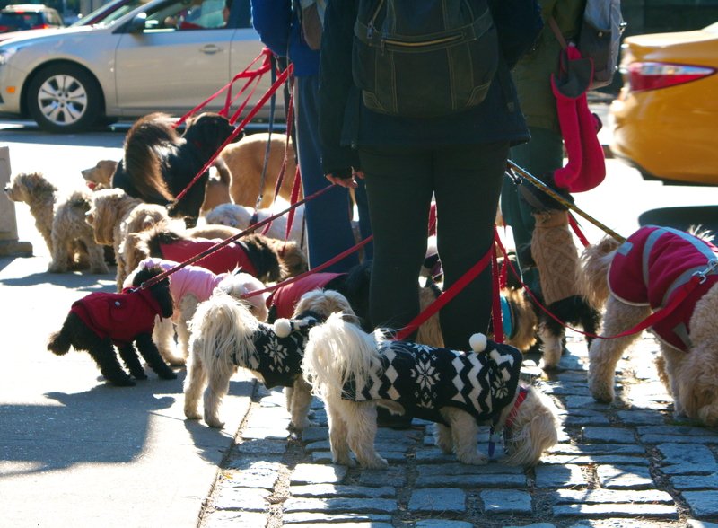 Dog Walking Apps: Are They Safe?